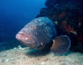   Grouper Epinephelus marginatus. Mediterranean. La Gabiniere.France marginatus). marginatus) Mediterranean Gabiniere. Gabiniere  